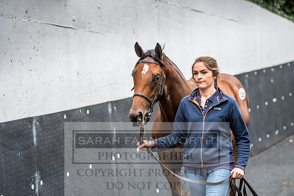 Goffs Orby 2017-663