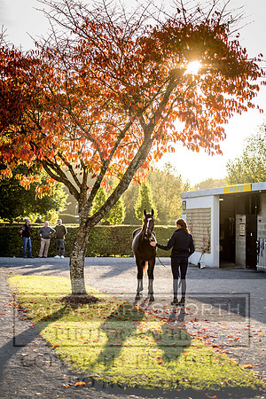 Goffs Orby 2017-441