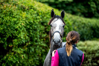 Goffs Orby 2017-6