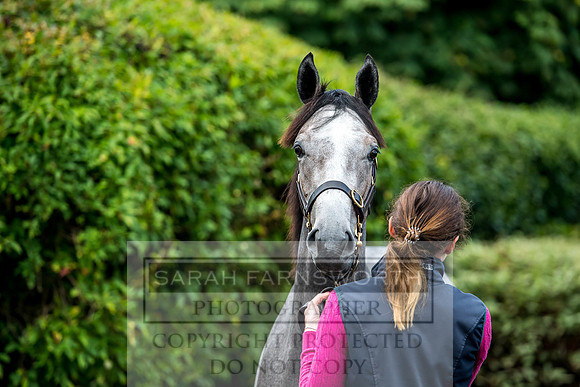 Goffs Orby 2017-6
