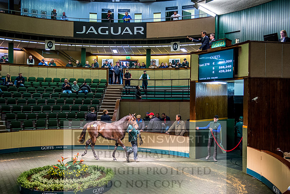 Goffs Orby 2017-626