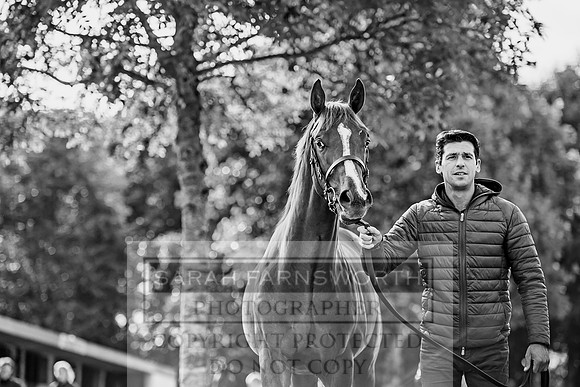 Goffs Orby 2017-262