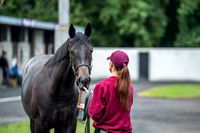 Goffs Orby 2017-2