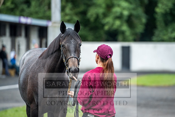 Goffs Orby 2017-2