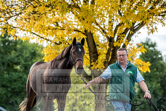 Goffs Orby 2017-251