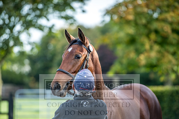 Goffs Orby 2017-100