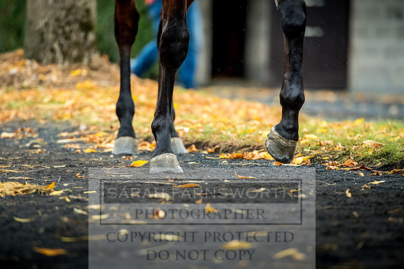 Goffs Orby 2017-577