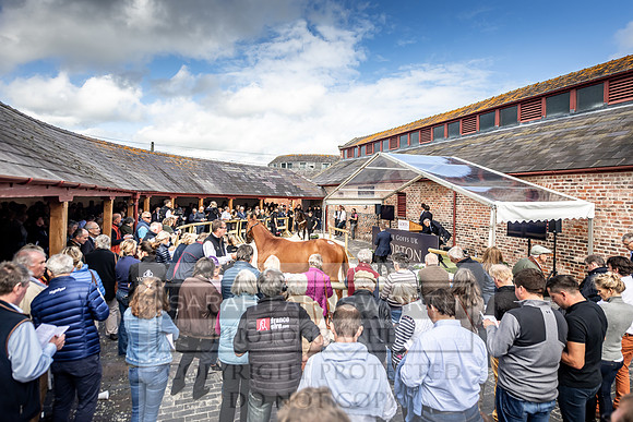 GUK Yorton Sale 2019-381