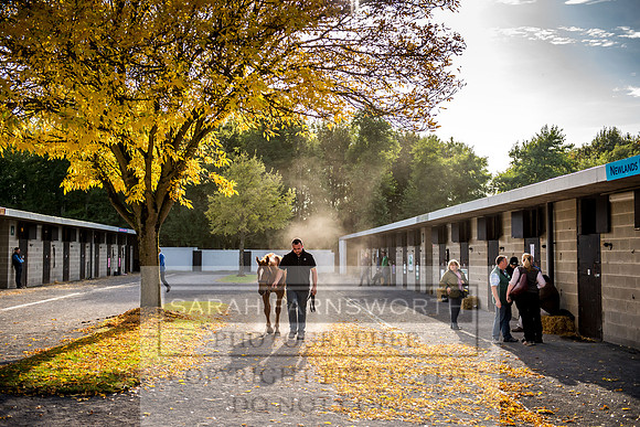 Goffs Orby 2017-308