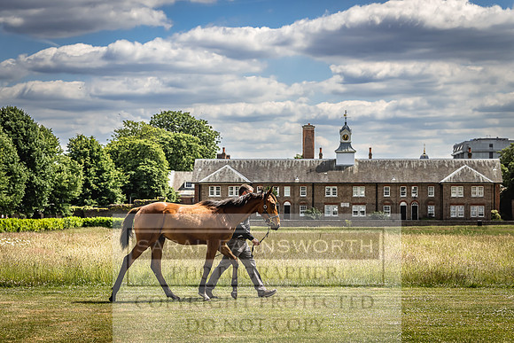 Goffs London Sale 2022-68