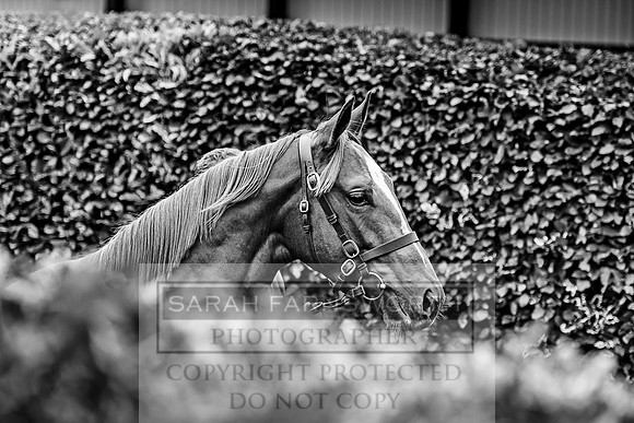 Goffs Orby 2017-644