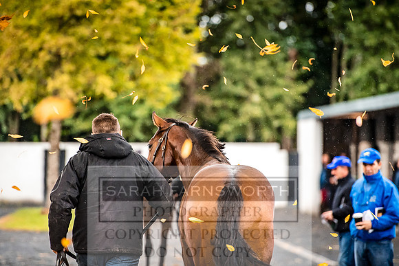Goffs Orby 2017-571