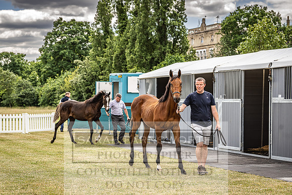 Goffs London Sale 2022-24