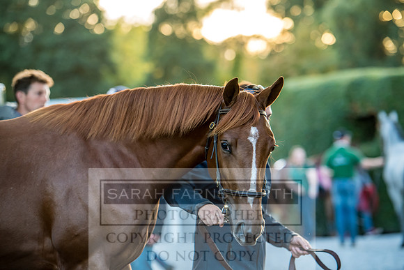 Goffs Orby 2017-470