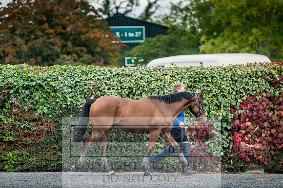 Goffs Orby 2017-59