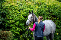 Goffs Orby 2017-5
