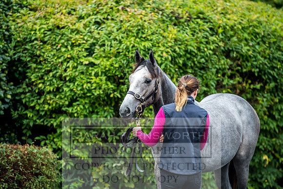Goffs Orby 2017-5