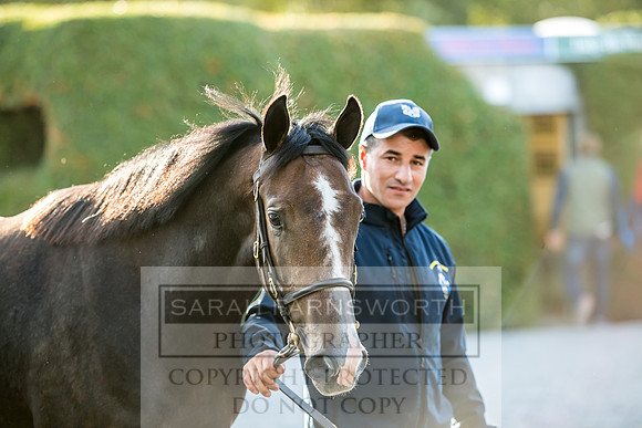Goffs Orby 2017-397