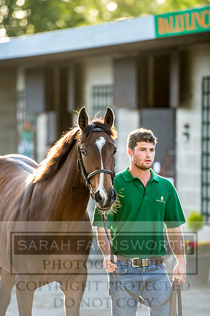 Goffs Orby 2017-409