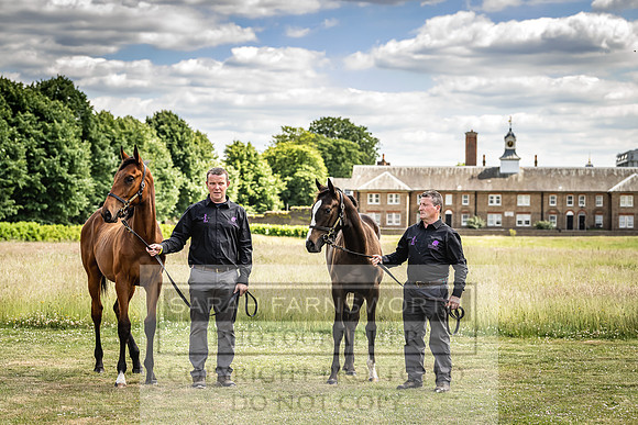 Goffs London Sale 2022-97