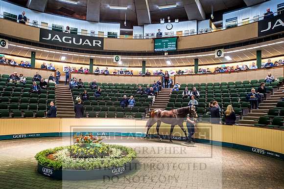 Goffs Orby 2017-167