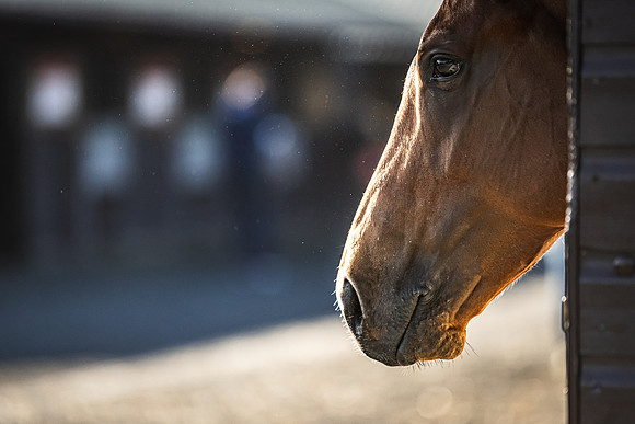 Goffs UK Breeze Up 2022-50