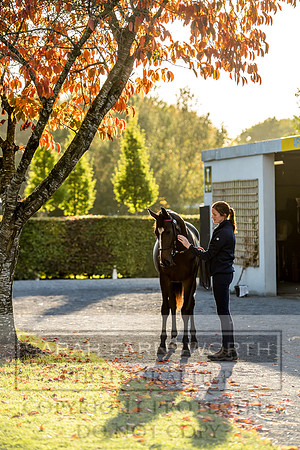 Goffs Orby 2017-445