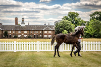 Goffs London Sale 2022-19