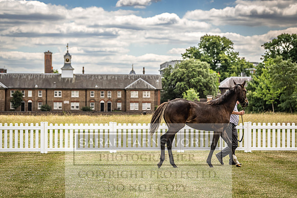 Goffs London Sale 2022-19