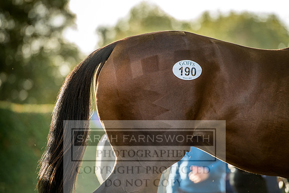 Goffs Orby 2017-374