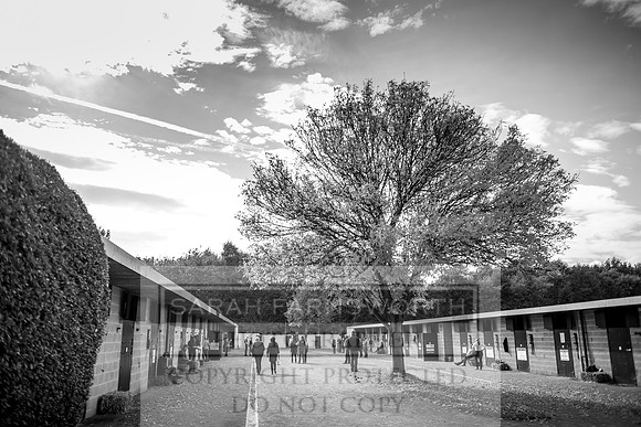 Goffs Orby 2017-245