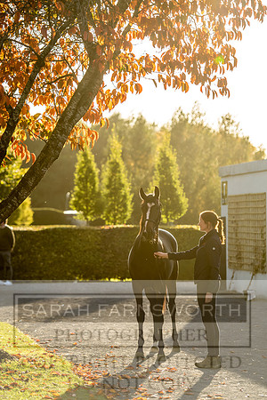 Goffs Orby 2017-444