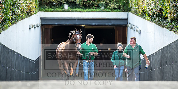 Goffs Orby 2017-149
