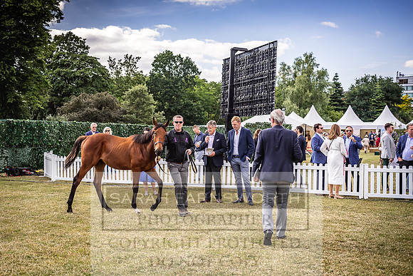 Goffs London Sale 2022-398