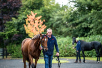 Goffs Orby 2017-19
