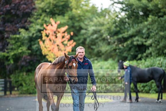 Goffs Orby 2017-19
