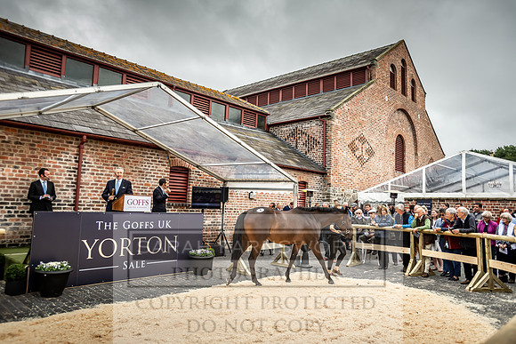 GUK Yorton Sale 2019-300