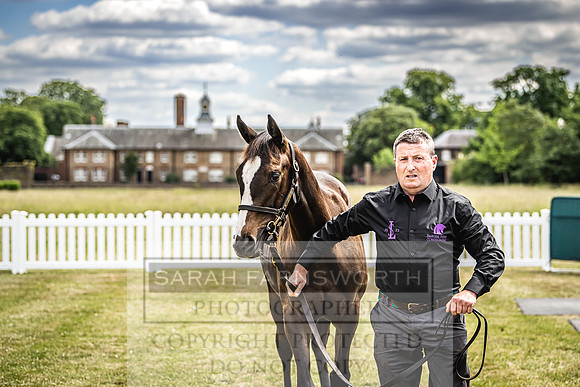 Goffs London Sale 2022-54