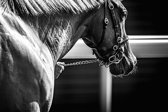 Goffs UK Breeze Up 2022-227