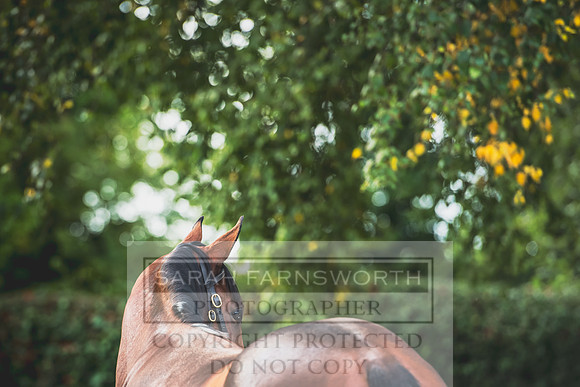 Goffs Orby 2017-283