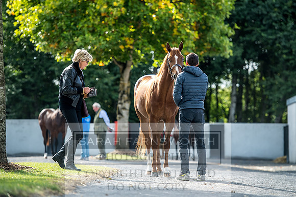 Goffs Orby 2017-258