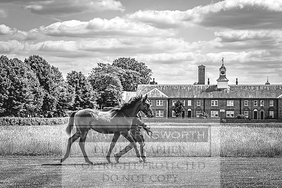 Goffs London Sale 2022-66