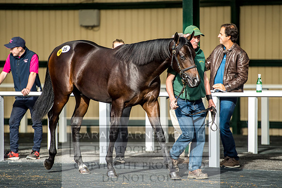 Goffs Orby 2017-134