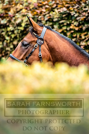 Goffs Orby 2017-652