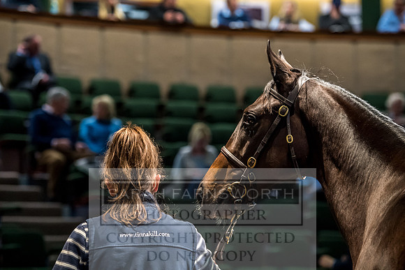Goffs Orby 2017-243