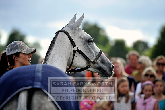Cirencester Polo CF3 1698