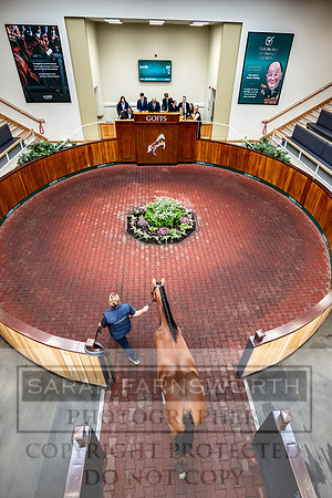 Goffs UK PY24-369