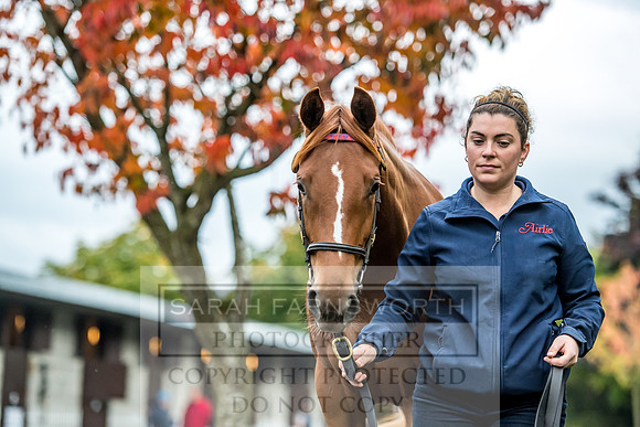 Goffs Orby 2017-546