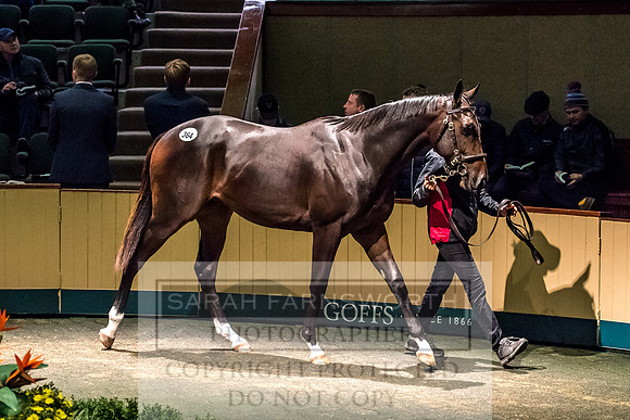 Goffs Orby 2017-696
