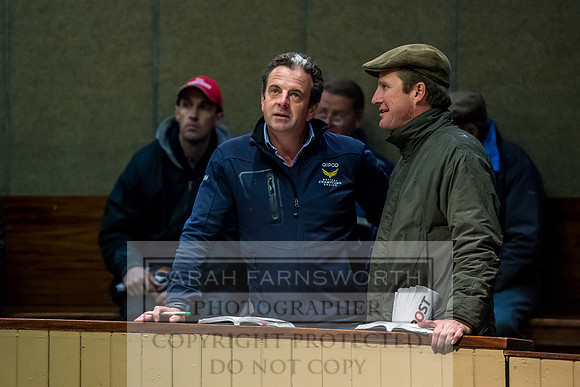 Goffs Orby 2017-616